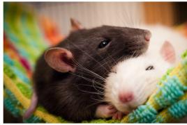 Сонник: к чему снится крыса